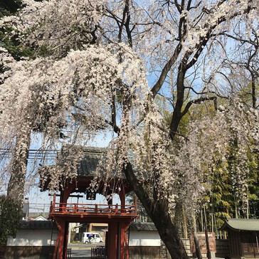 4月5日（水）季節も春になりました！！ 上尾営業所近くのお寺の桜が満開に！...
